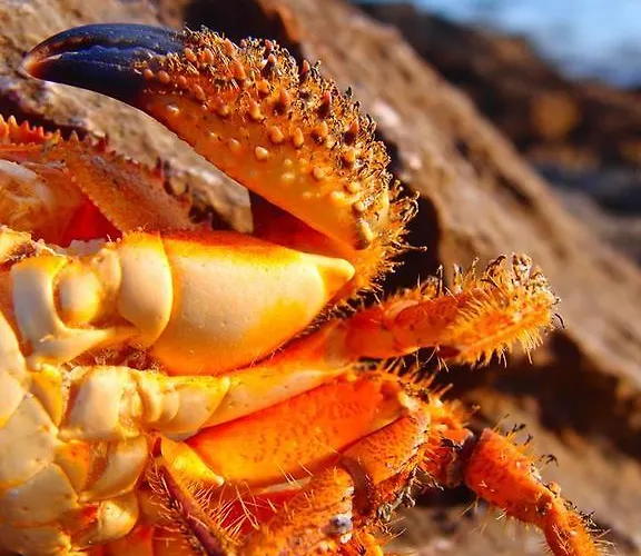 Lejlighed To Pithari